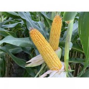 Nasiona Kukurydzy P8834 (FAO 250) (80tys) Nasiona Kukurydzy P8834 (FAO 250) (80tys)