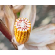 Nasiona kukurydzy DANUBIO + Opti Plus (FAO 240) (80tys.)