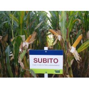 Nasiona Kukurydzy Subito (FAO 260) (50tys) Nasiona Kukurydzy Subito (FAO 260) (50tys)