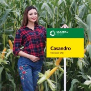 Nasiona kukurydzy Casandro F1, C1