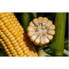 Nasiona Kukurydzy SY Maximaize (FAO 250-260) (50tys.)