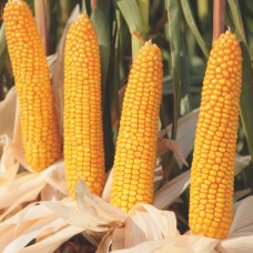 Nasiona kukurydzy AGRO POLIS F1 (FAO 240) (50 tys.)