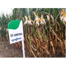 Nasiona Kukurydzy SY AMFORA (FAO 260-270)(50tys.)