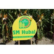 Nasiona kukurydzy Hubal (FAO 240) (80 tys nasion)