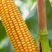 Nasiona kukurydzy JANOSIK (FAO 230-240)(50tys)