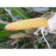 Nasiona Kukurydzy Oseva Markiza (FAO 280) (80tys.) Nasiona Kukurydzy Oseva Markiza (FAO 280) (80tys.)