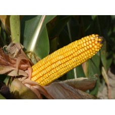 Nasiona Kukurydzy MAS 43P (FAO 280-290) (80tys.)