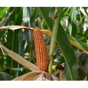 Nasiona Kukurydzy MAS 440WX (FAO 290) (80tys.) Nasiona Kukurydzy MAS 440WX (FAO 290) (80tys.)