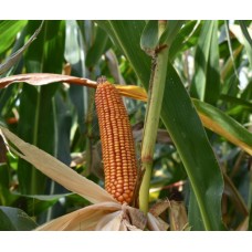 Nasiona Kukurydzy MAS 440WX (FAO 290) (80tys.)