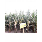 Nasiona kukurydzy Juhas (FAO 230-240) (50tys.) + Redigo M 120 FS + Peridiam Quality Nasiona kukurydzy Juhas (FAO 230-240) (50tys.) + Redigo M 120 FS + Peridiam Quality