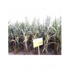 Nasiona kukurydzy Juhas (FAO 230-240) (50tys.) + Redigo M 120 FS + Peridiam Quality