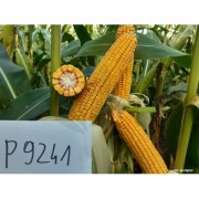Nasiona Kukurydzy P9241 (FAO 270-280) (80tys) Nasiona Kukurydzy P9241 (FAO 270-280) (80tys)