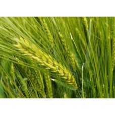 Jęczmień ozimy SY DAKOOTA  (1 j.s)