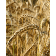 Pszenżyto ozime TADEUS 