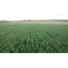 Żyto ozime HELLTOP (1j.s)