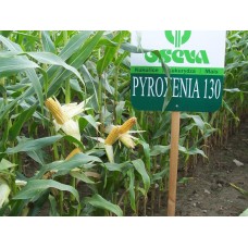 Nasiona Kukurydzy PYROXENIA (FAO 130) (80tys.) Nasiona Kukurydzy PYROXENIA (FAO 130) (80tys.)