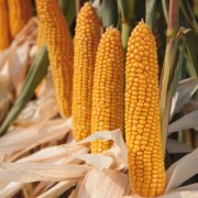 Nasiona kukurydzy SALAMANDRA (FAO 230)(50tys.)