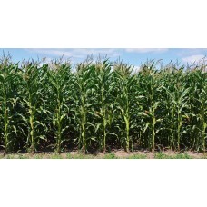 Nasiona Kukurydzy ES SKYTOWER (FAO 250) (50tys.)
