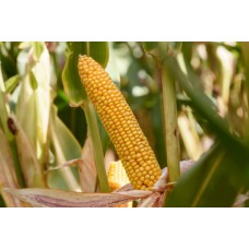 Nasiona kukurydzy SM Prezent (FAO 240-250) (50tys.) + Redigo M 120 FS + Peridiam Quality