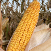 Nasiona Kukurydzy SY Impulse (FAO 260) (50tys.) Nasiona Kukurydzy SY Impulse (FAO 260) (50tys.)