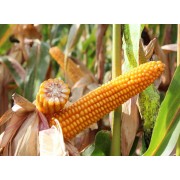 Nasiona Kukurydzy Tonifi CS (FAO 240) (50tys.) Nasiona Kukurydzy Tonifi CS (FAO 240) (50tys.)