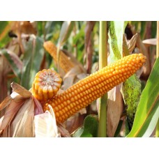 Nasiona Kukurydzy Tonifi CS (FAO 240) (50tys.)